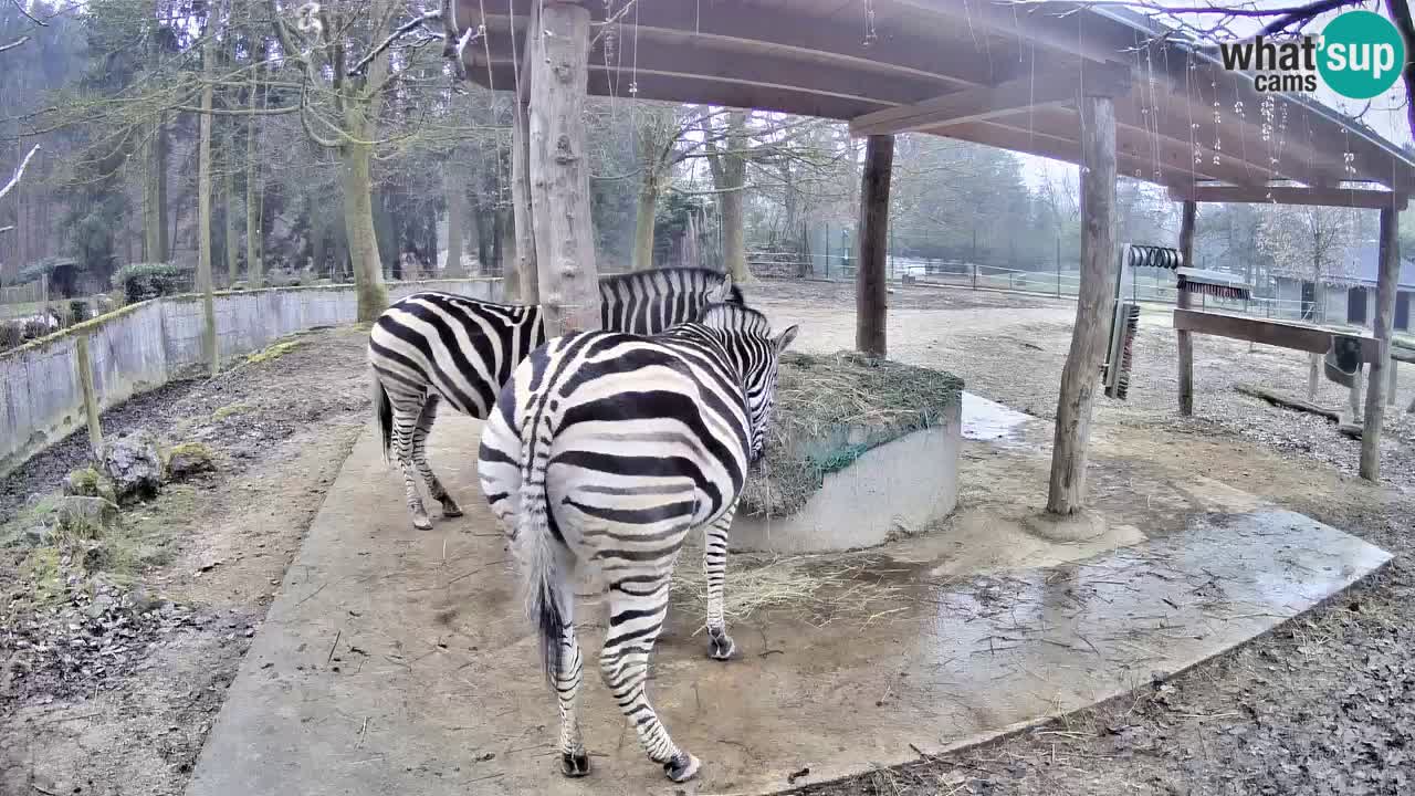 Web kamera uživo Zebras u ZOO Ljubljana – Slovenija