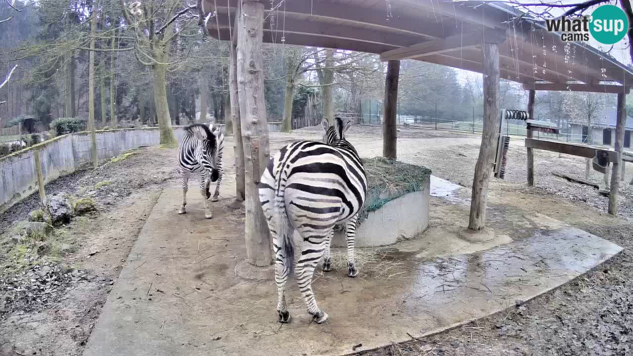 Le Zebre nello ZOO di Ljubljana – Slovenia Live webcam