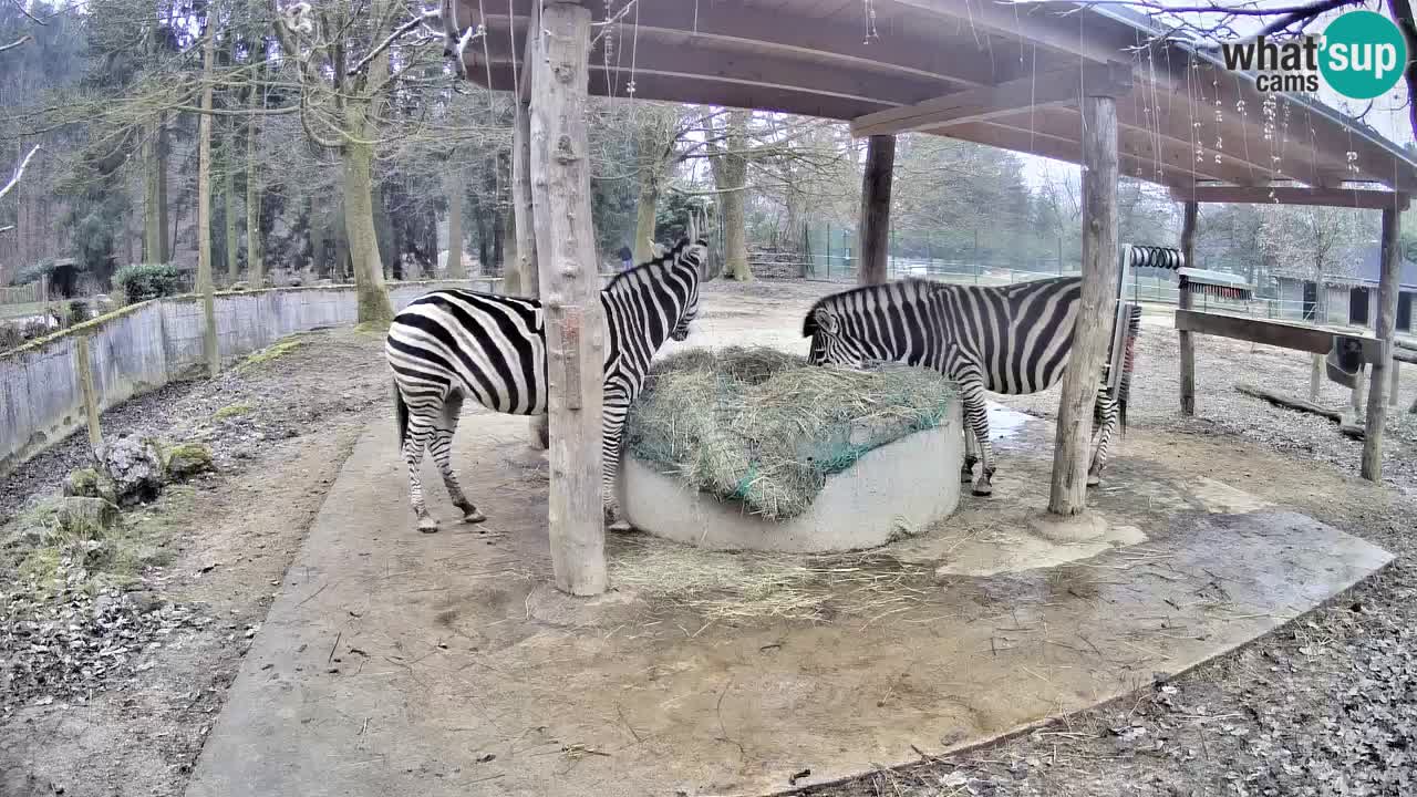 Live webcam Les zèbres in Ljubljana ZOO – Slovénie