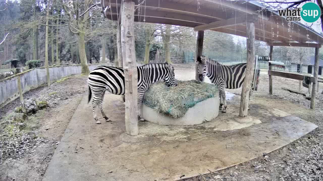 Camera en vivo Cebras in Ljubljana ZOO – Eslovenia