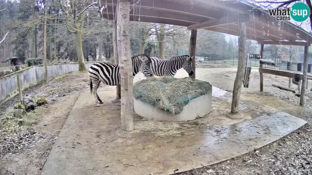 Le Zebre nello ZOO di Ljubljana – Slovenia Live webcam