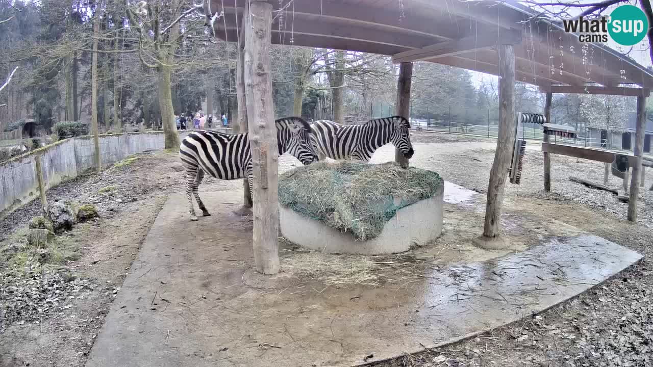 Live Webcam Zebras in Ljubljana ZOO – Slowenien