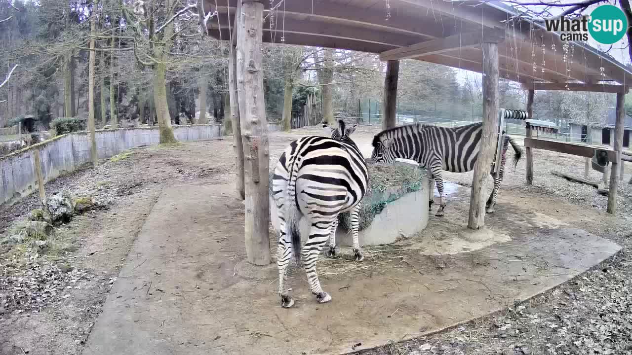 Camera en vivo Cebras in Ljubljana ZOO – Eslovenia