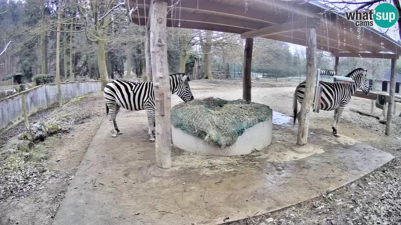 Live webcam Les zèbres in Ljubljana ZOO – Slovénie