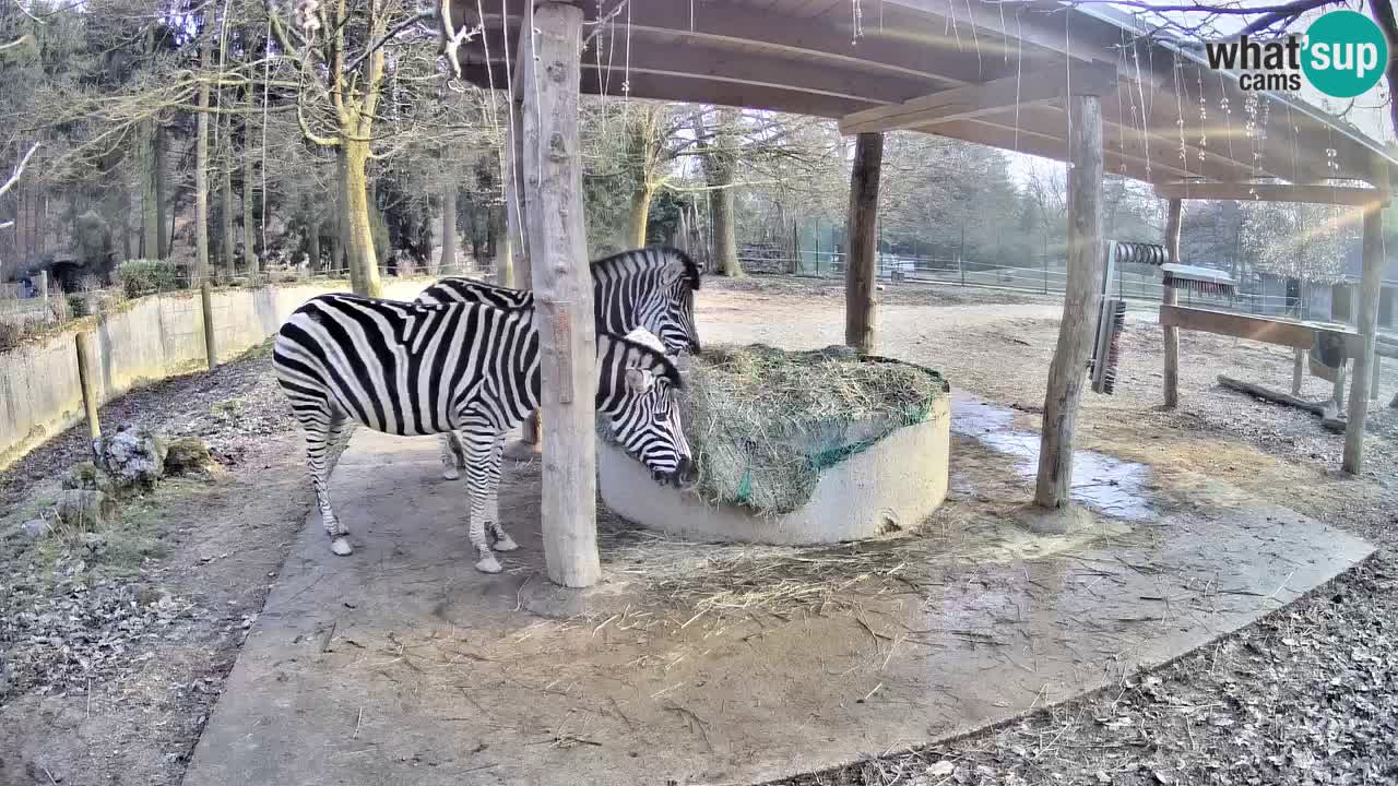 Live Webcam Zebras in Ljubljana ZOO – Slowenien