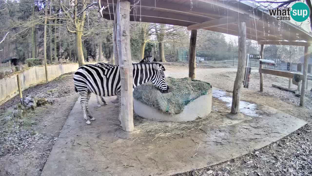 Live Webcam Zebras in Ljubljana ZOO – Slowenien