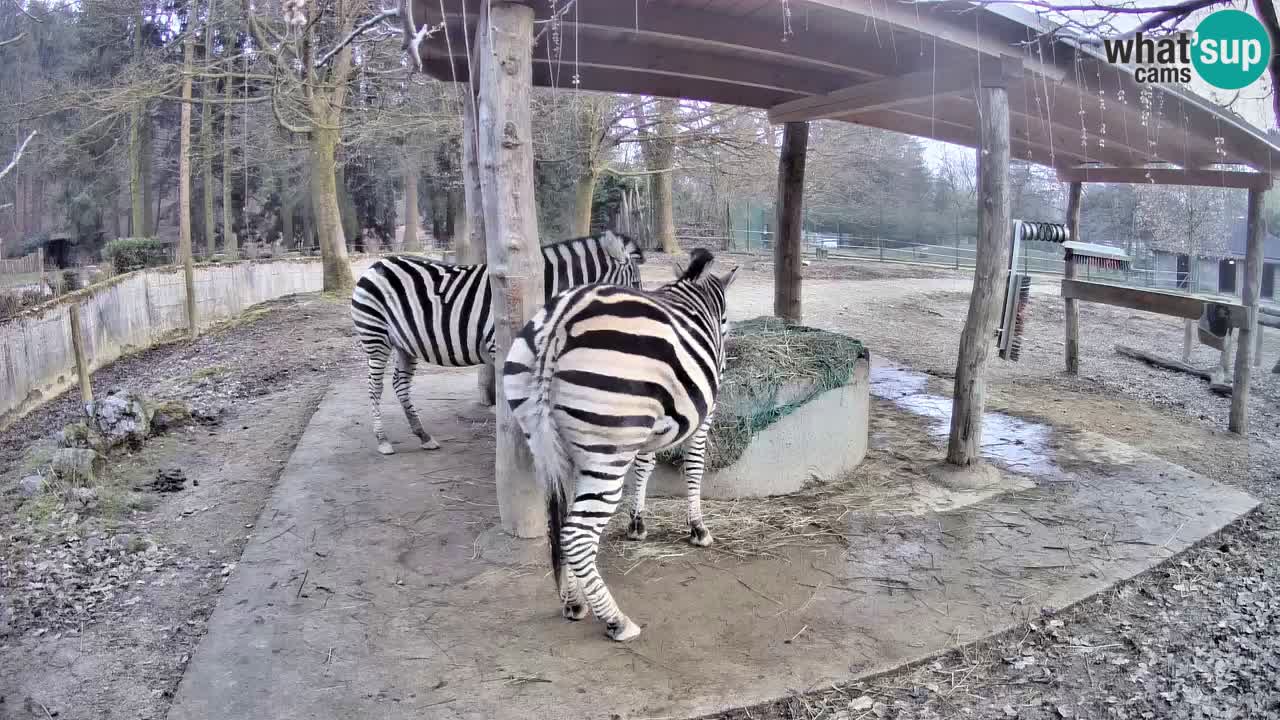 Zebre v živo v živalskem vrtu Ljubljana ZOO spletne kamere