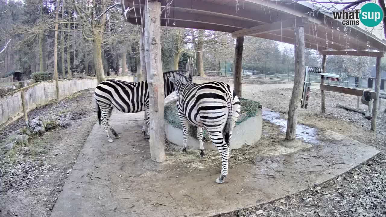 Le Zebre nello ZOO di Ljubljana – Slovenia Live webcam