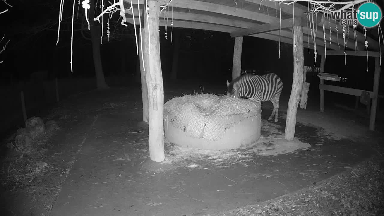 Le Zebre nello ZOO di Ljubljana – Slovenia Live webcam