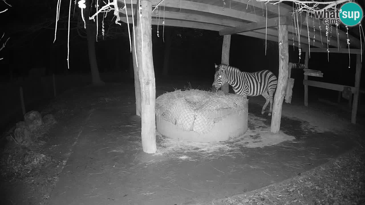 Camera en vivo Cebras in Ljubljana ZOO – Eslovenia