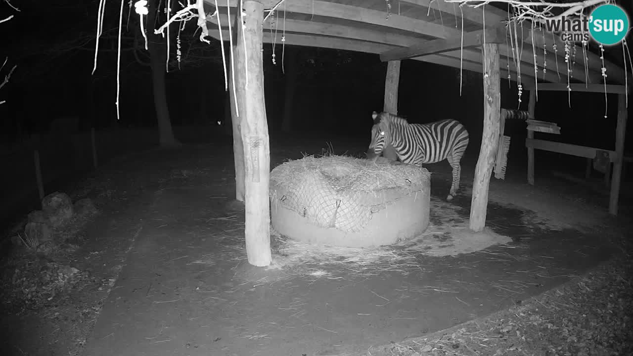 Live webcam Les zèbres in Ljubljana ZOO – Slovénie