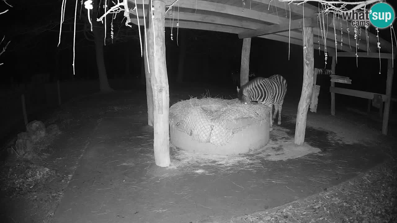 Le Zebre nello ZOO di Ljubljana – Slovenia Live webcam