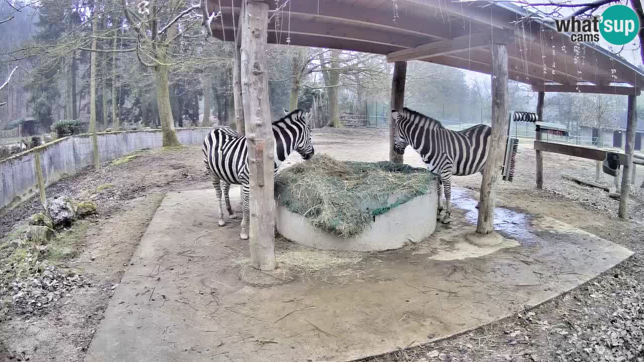 Live webcam Les zèbres in Ljubljana ZOO – Slovénie