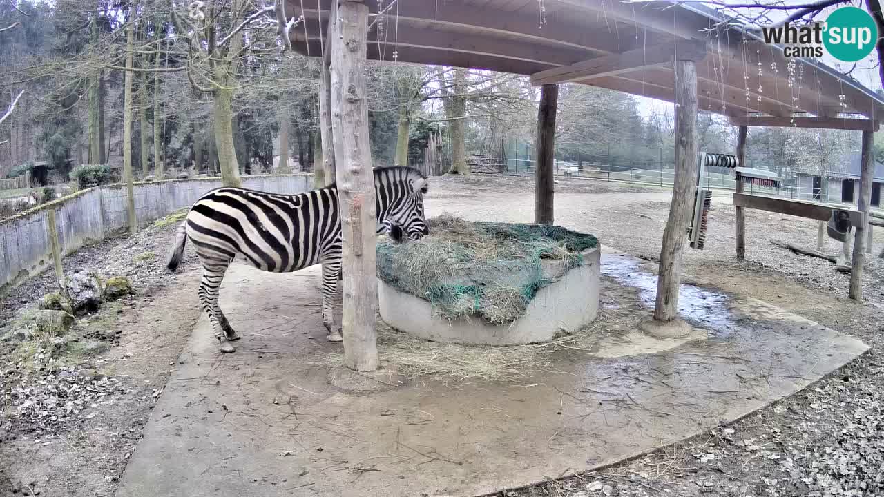 Live webcam Les zèbres in Ljubljana ZOO – Slovénie