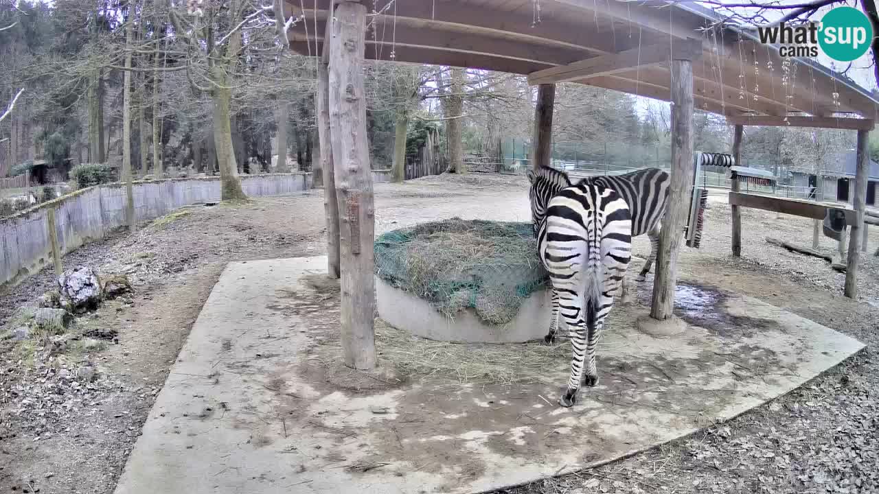 Zebre v živo v živalskem vrtu Ljubljana ZOO spletne kamere