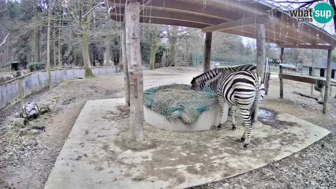 Live webcam Les zèbres in Ljubljana ZOO – Slovénie