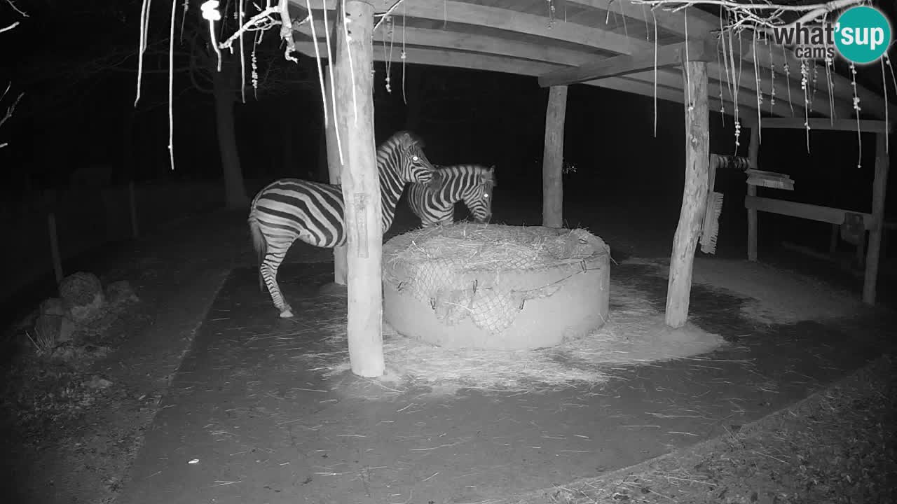 Web kamera uživo Zebras u ZOO Ljubljana – Slovenija