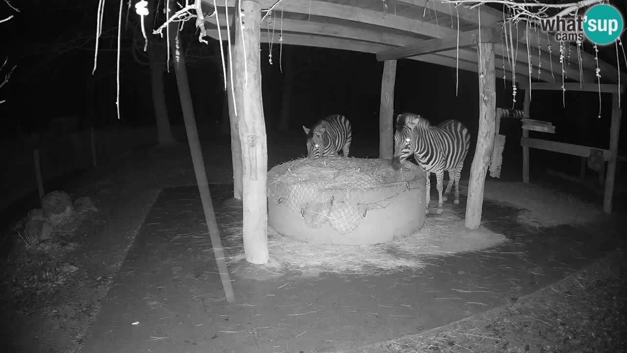 Le Zebre nello ZOO di Ljubljana – Slovenia Live webcam