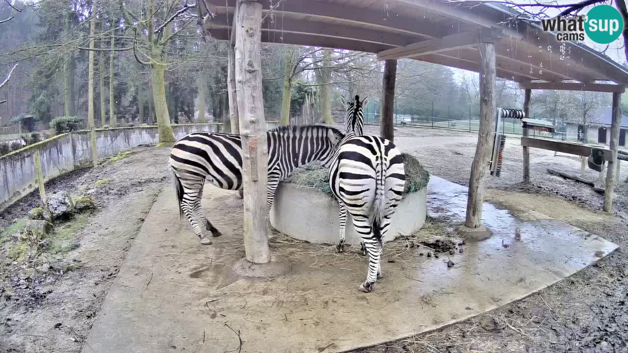 Web kamera uživo Zebras u ZOO Ljubljana – Slovenija