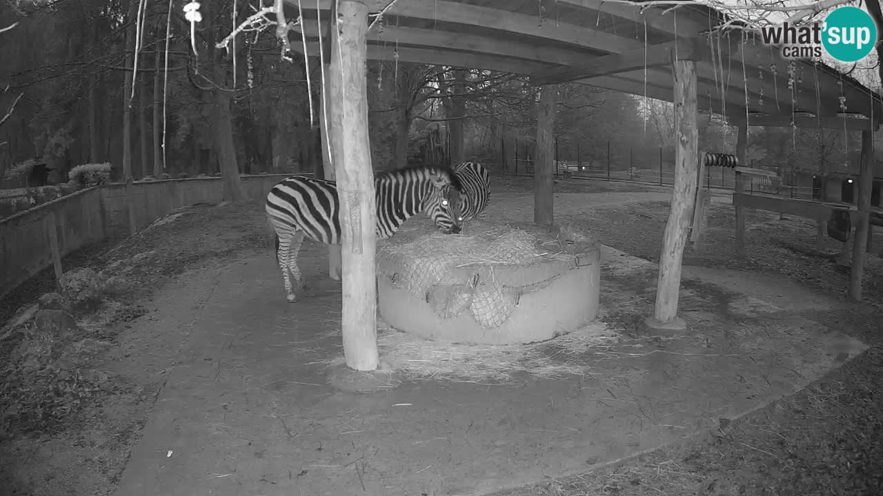 Live webcam Les zèbres in Ljubljana ZOO – Slovénie