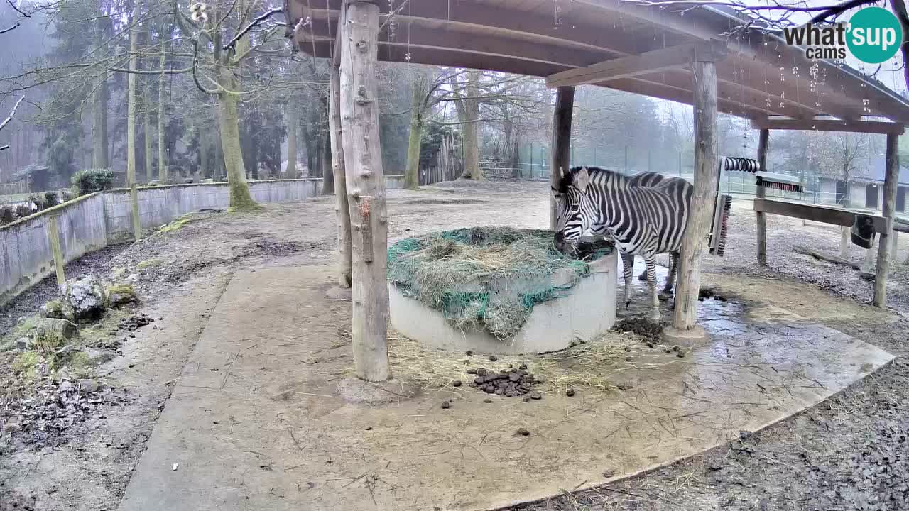 Web kamera uživo Zebras u ZOO Ljubljana – Slovenija