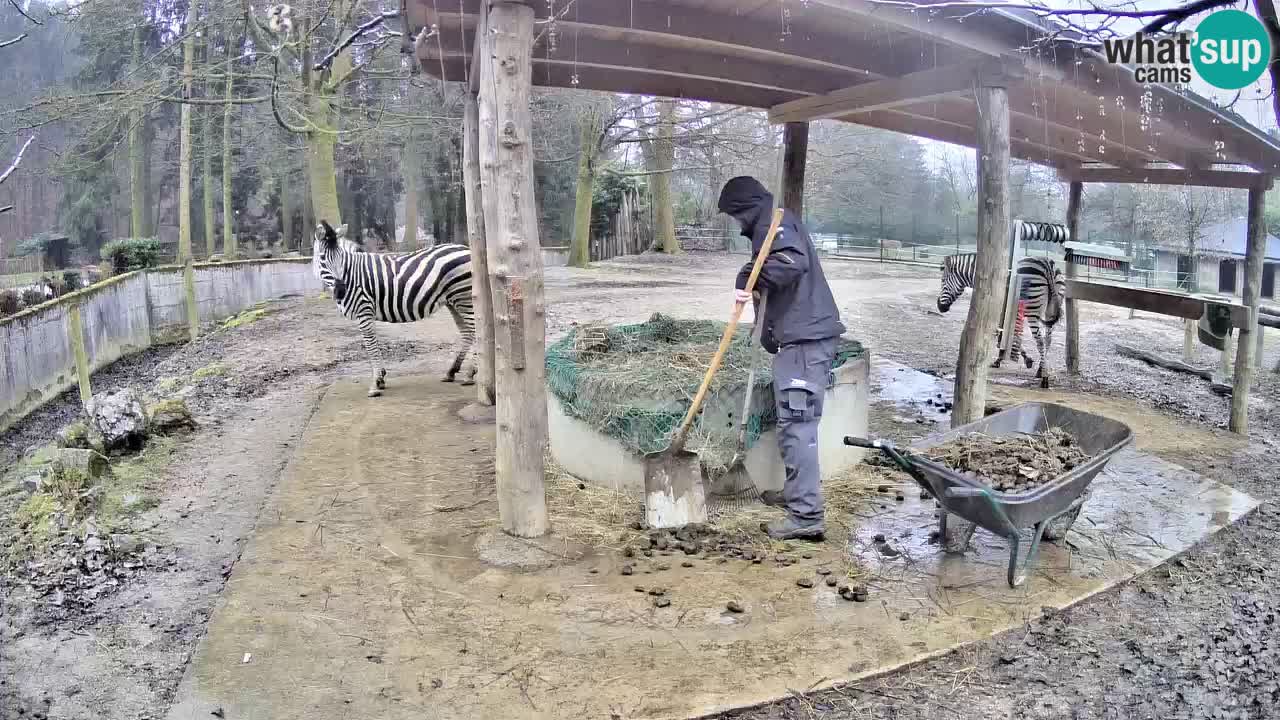 Camera en vivo Cebras in Ljubljana ZOO – Eslovenia