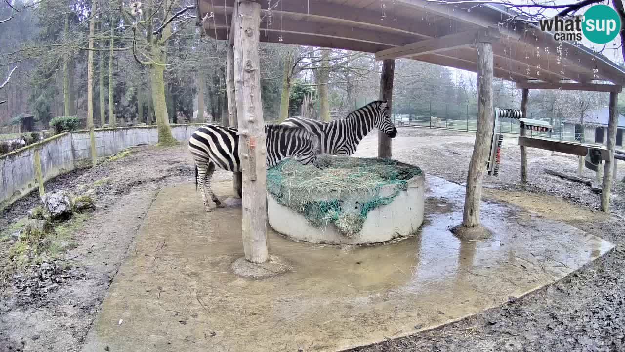 Live webcam Zebras in Ljubljana ZOO – Slovenia