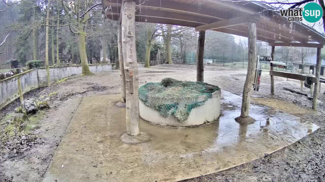 Live webcam Les zèbres in Ljubljana ZOO – Slovénie