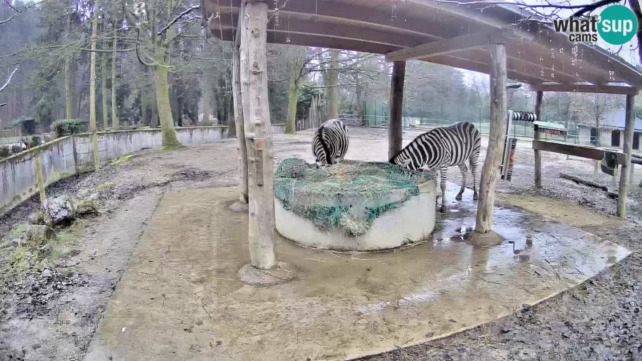 Web kamera uživo Zebras u ZOO Ljubljana – Slovenija