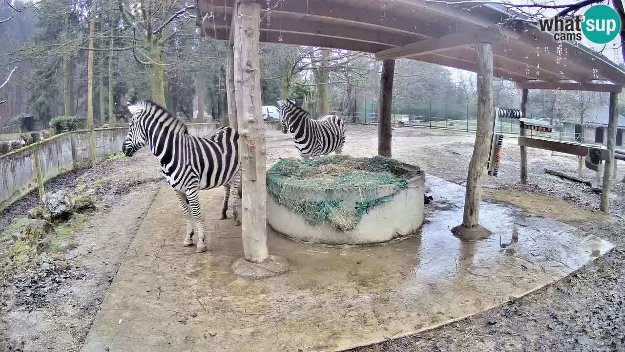 Live Webcam Zebras in Ljubljana ZOO – Slowenien