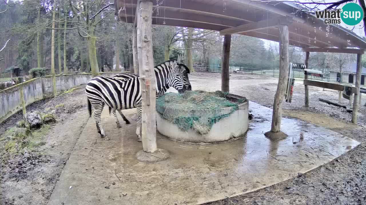 Camera en vivo Cebras in Ljubljana ZOO – Eslovenia