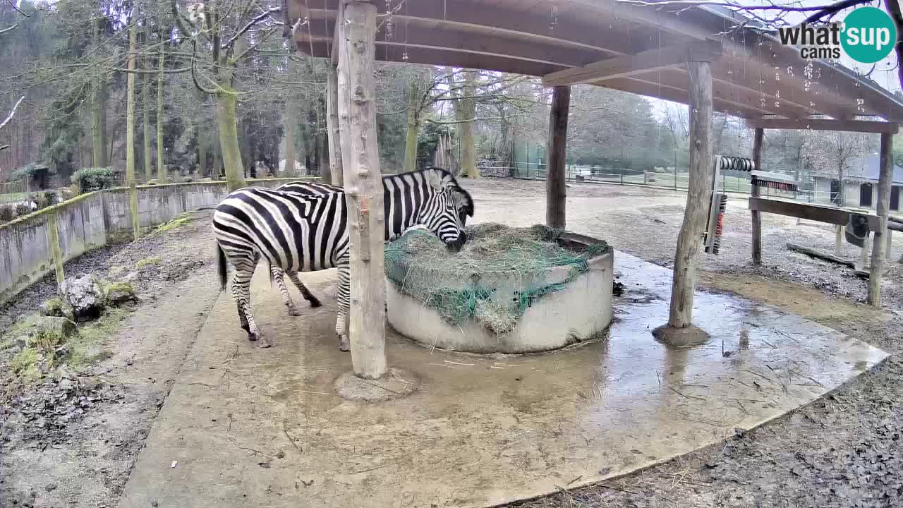 Zebre v živo v živalskem vrtu Ljubljana ZOO spletne kamere