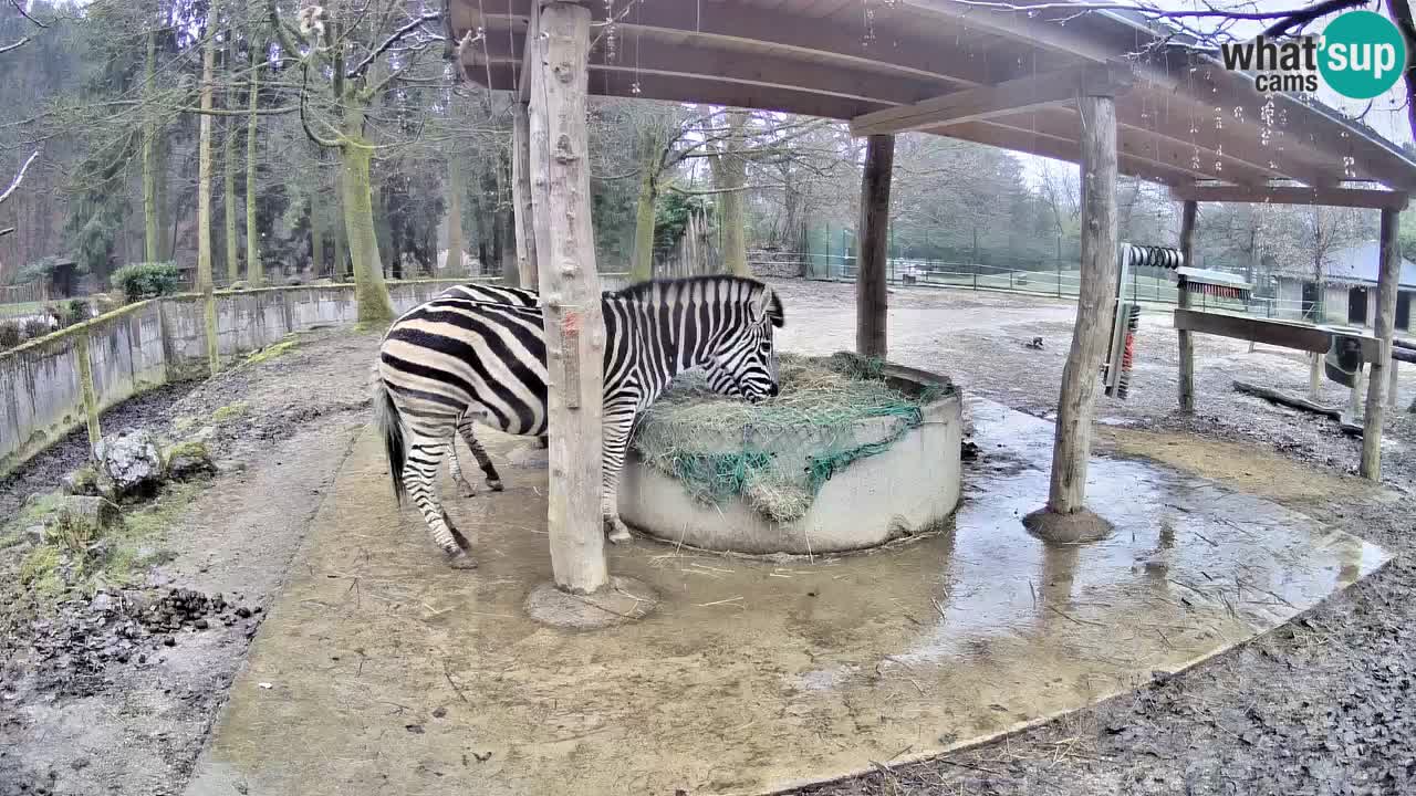 Zebre v živo v živalskem vrtu Ljubljana ZOO spletne kamere