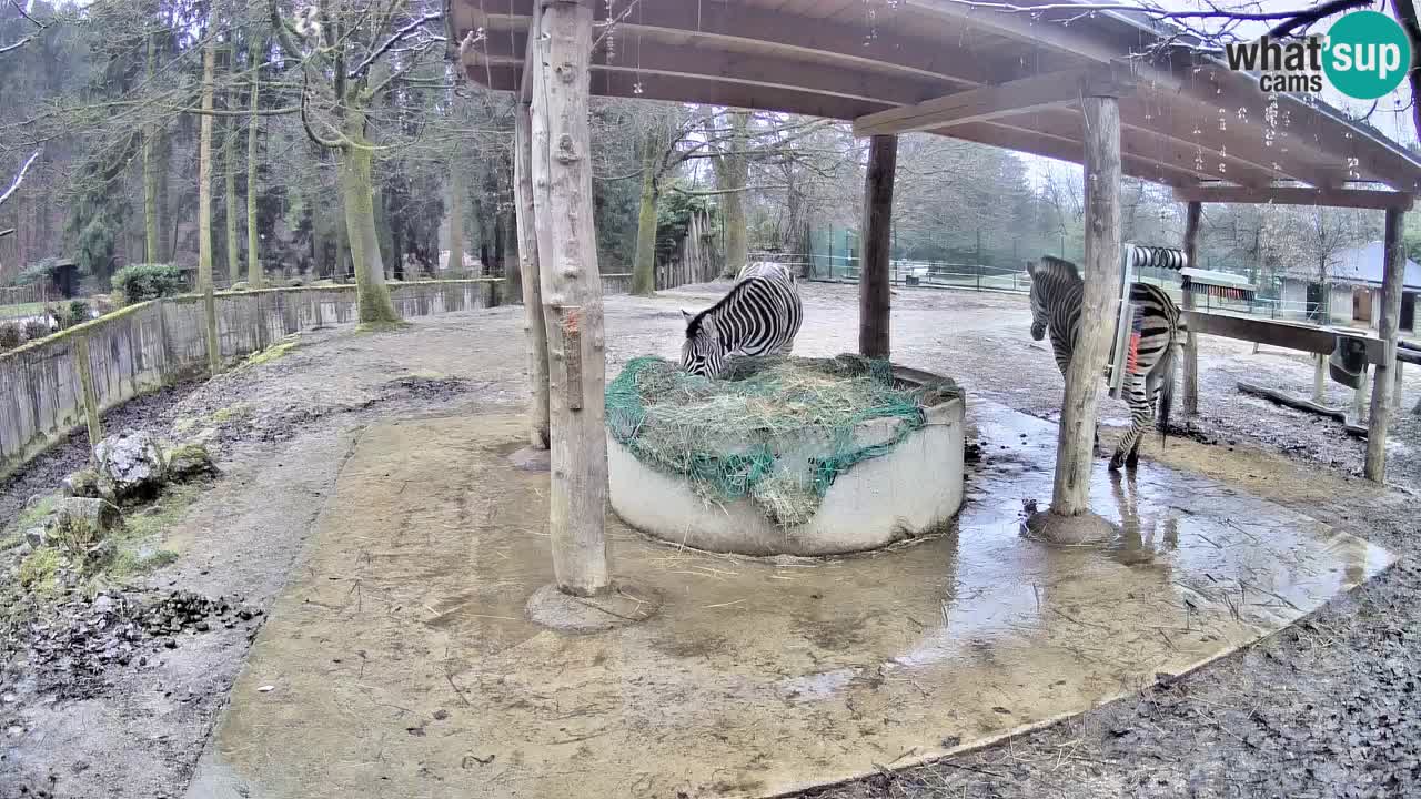 Live webcam Les zèbres in Ljubljana ZOO – Slovénie