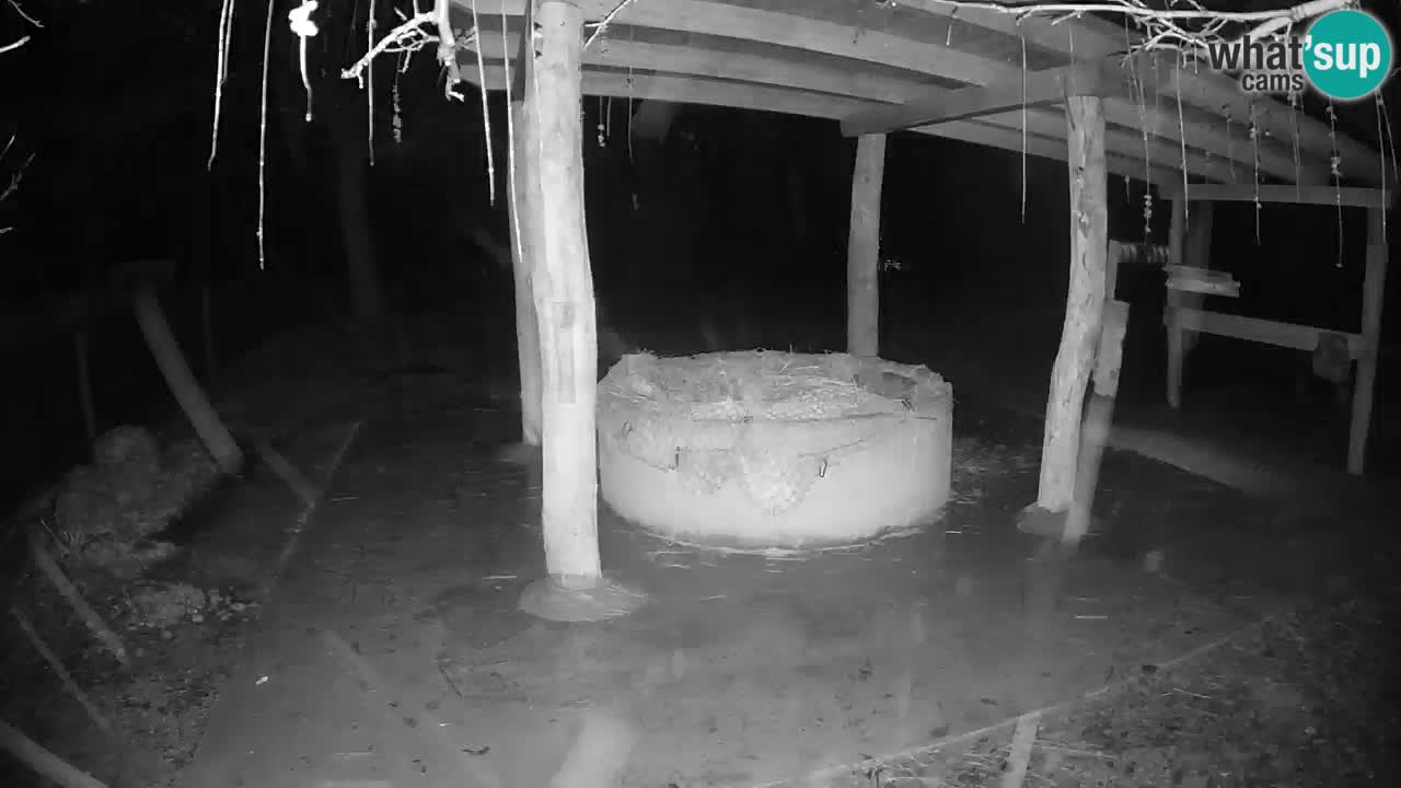 Live webcam Les zèbres in Ljubljana ZOO – Slovénie