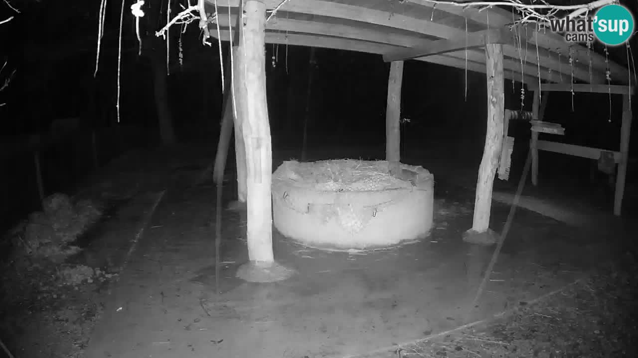 Live webcam Les zèbres in Ljubljana ZOO – Slovénie