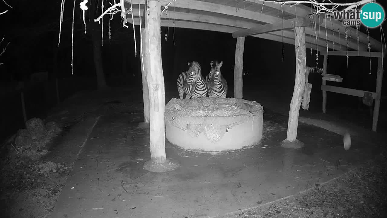 Live webcam Les zèbres in Ljubljana ZOO – Slovénie