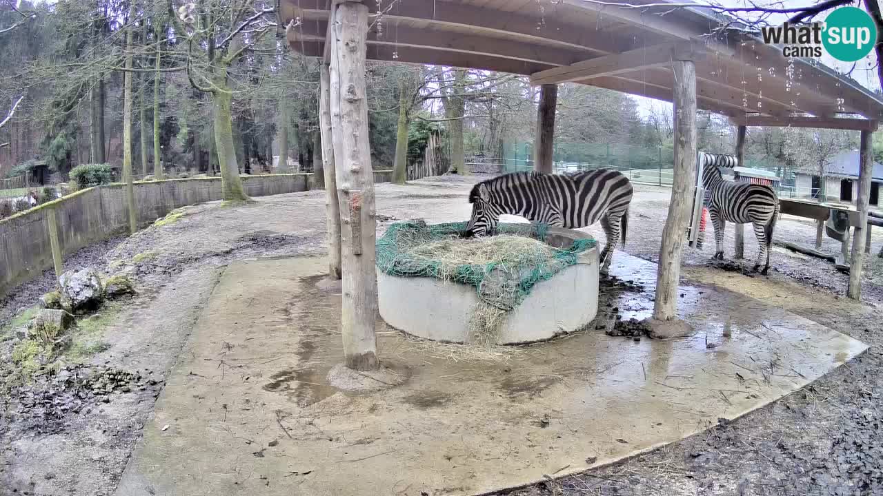 Web kamera uživo Zebras u ZOO Ljubljana – Slovenija