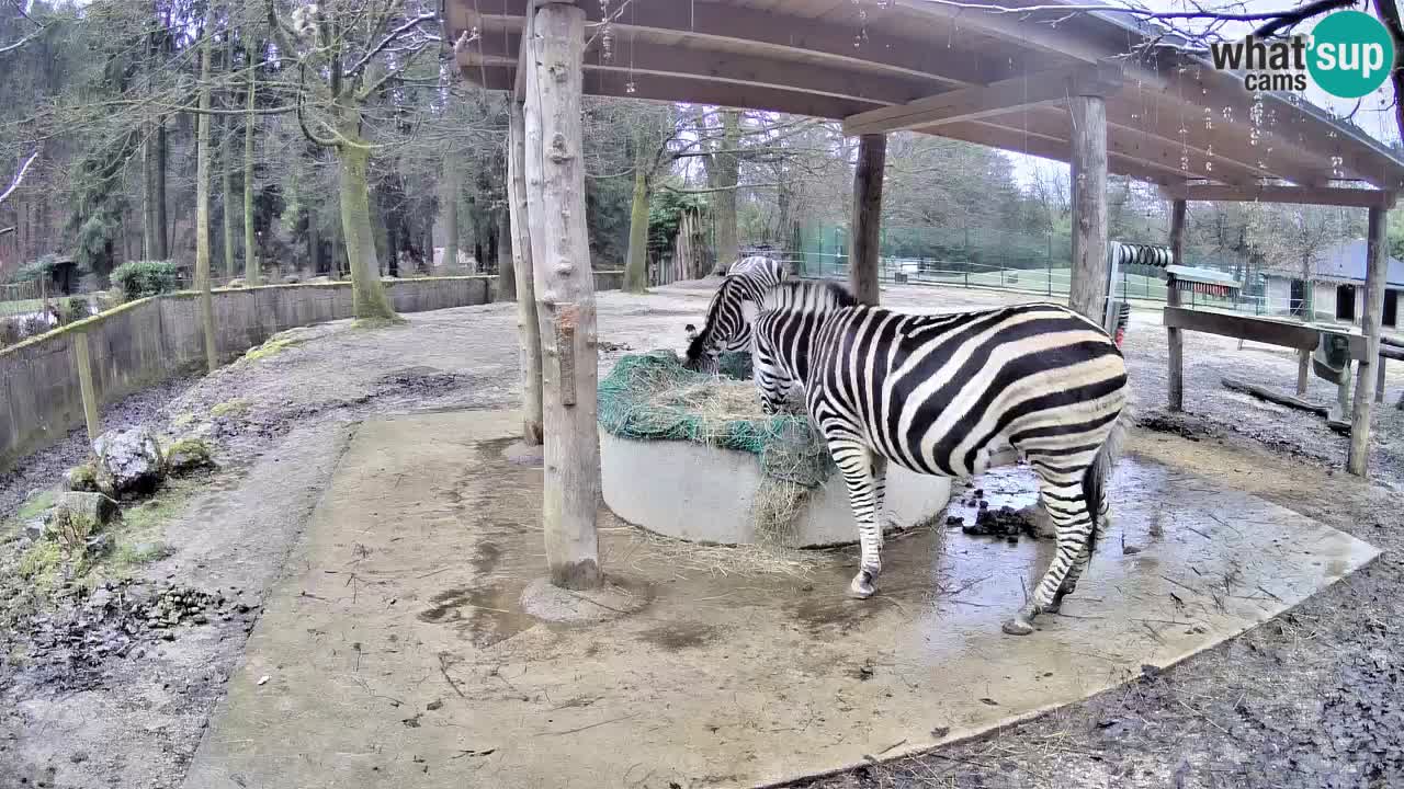 Le Zebre nello ZOO di Ljubljana – Slovenia Live webcam