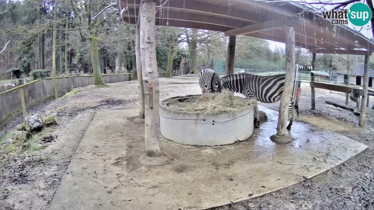 Live webcam Les zèbres in Ljubljana ZOO – Slovénie