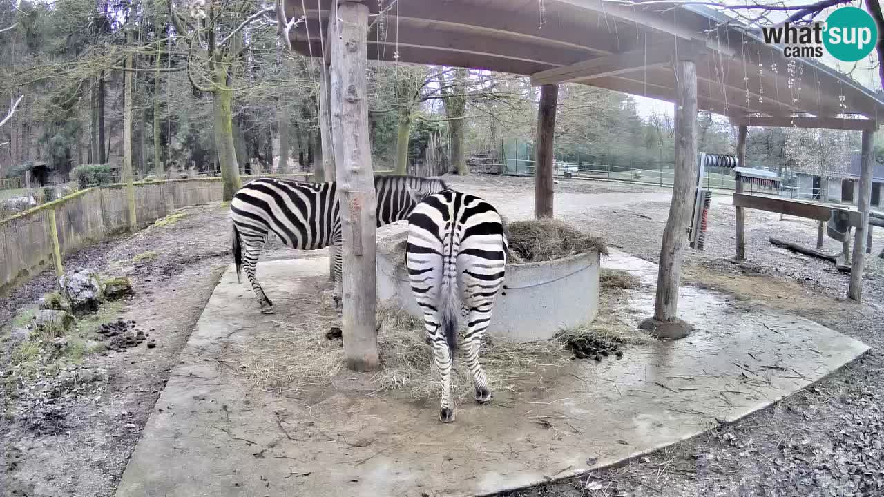 Live webcam Zebras in Ljubljana ZOO – Slovenia