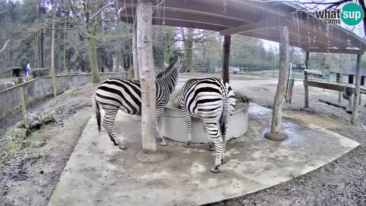 Live webcam Zebras in Ljubljana ZOO – Slovenia