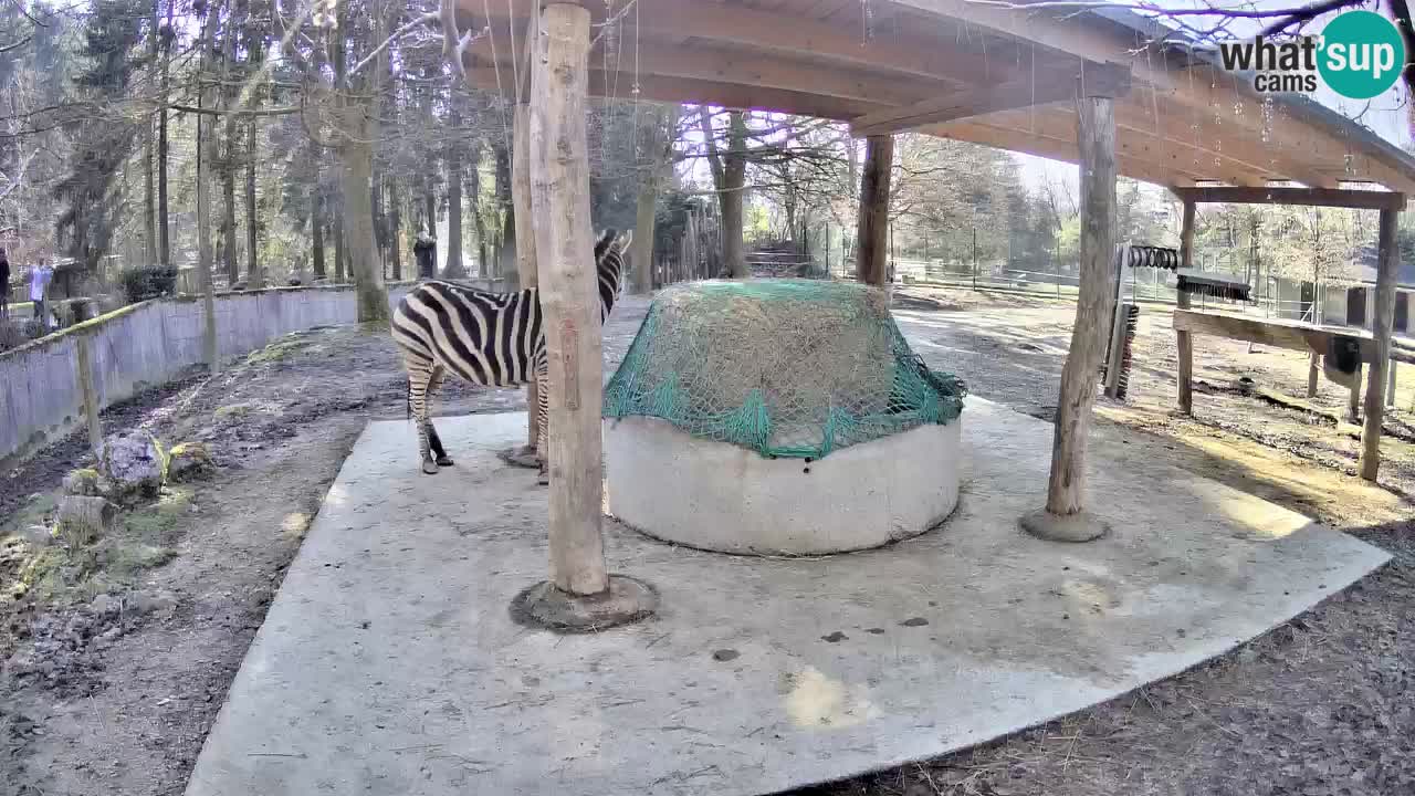 Live webcam Zebras in Ljubljana ZOO – Slovenia