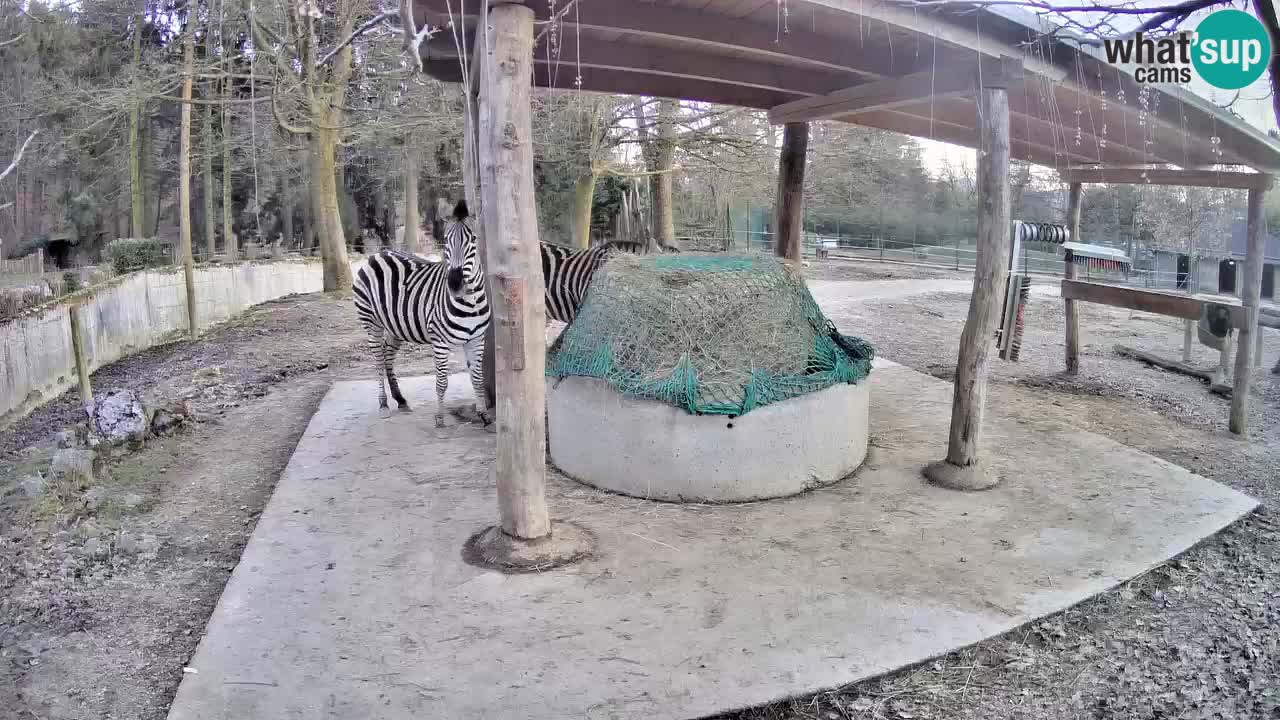 Zebre v živo v živalskem vrtu Ljubljana ZOO spletne kamere