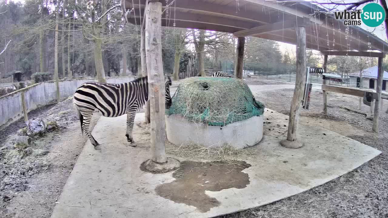 Live webcam Zebras in Ljubljana ZOO – Slovenia