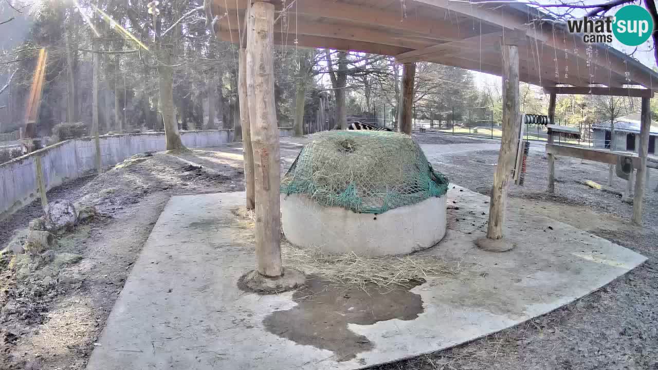 Live Webcam Zebras in Ljubljana ZOO – Slowenien