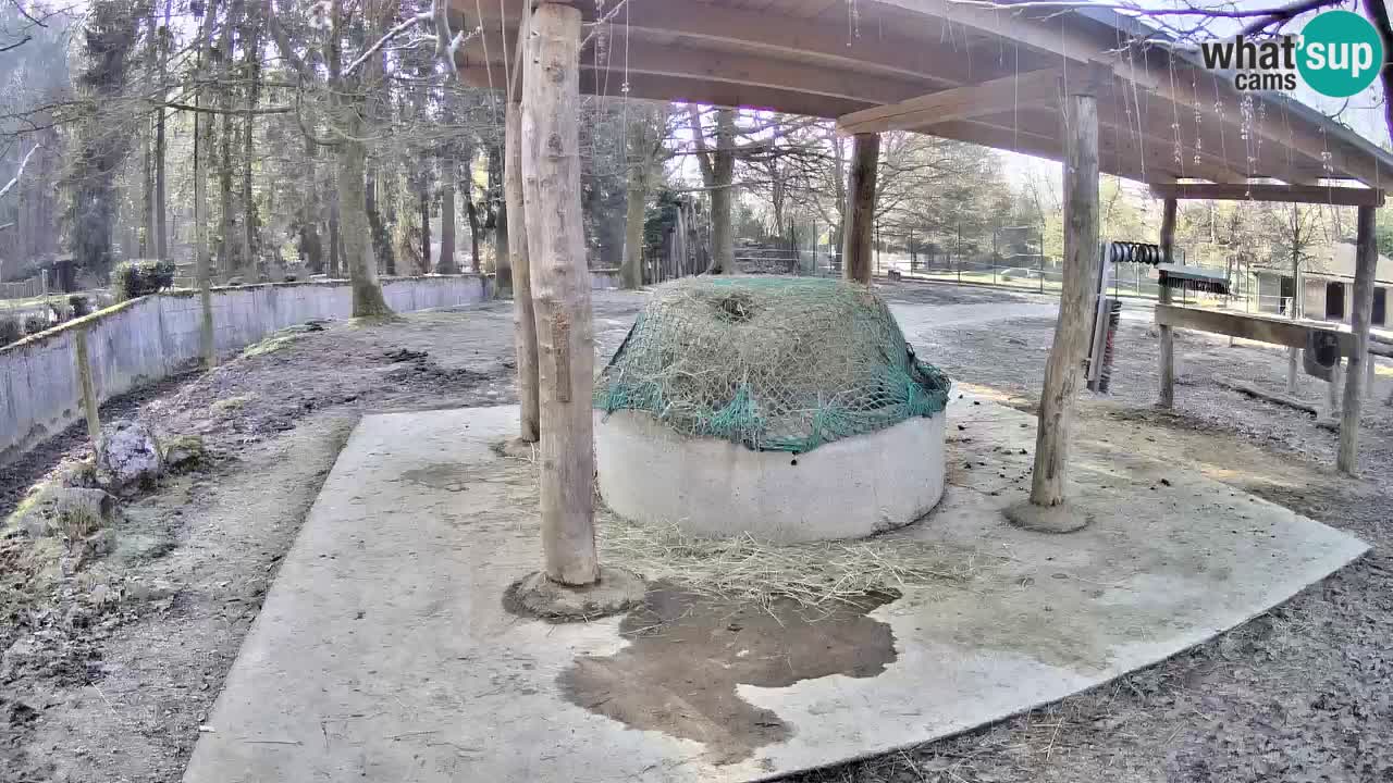 Live webcam Les zèbres in Ljubljana ZOO – Slovénie