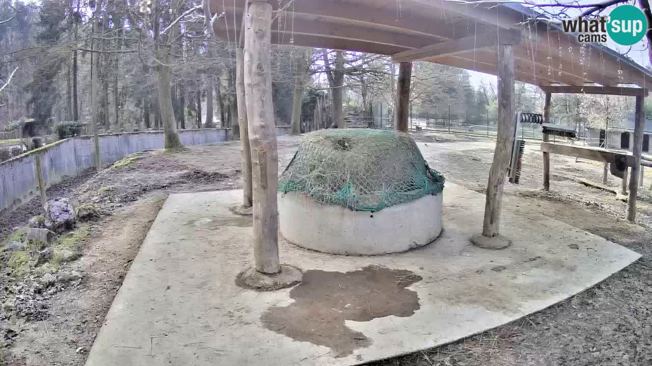 Camera en vivo Cebras in Ljubljana ZOO – Eslovenia