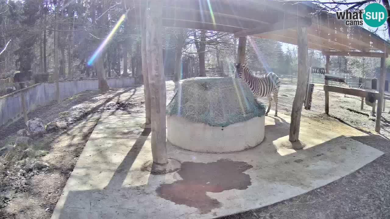 Zebre v živo v živalskem vrtu Ljubljana ZOO spletne kamere