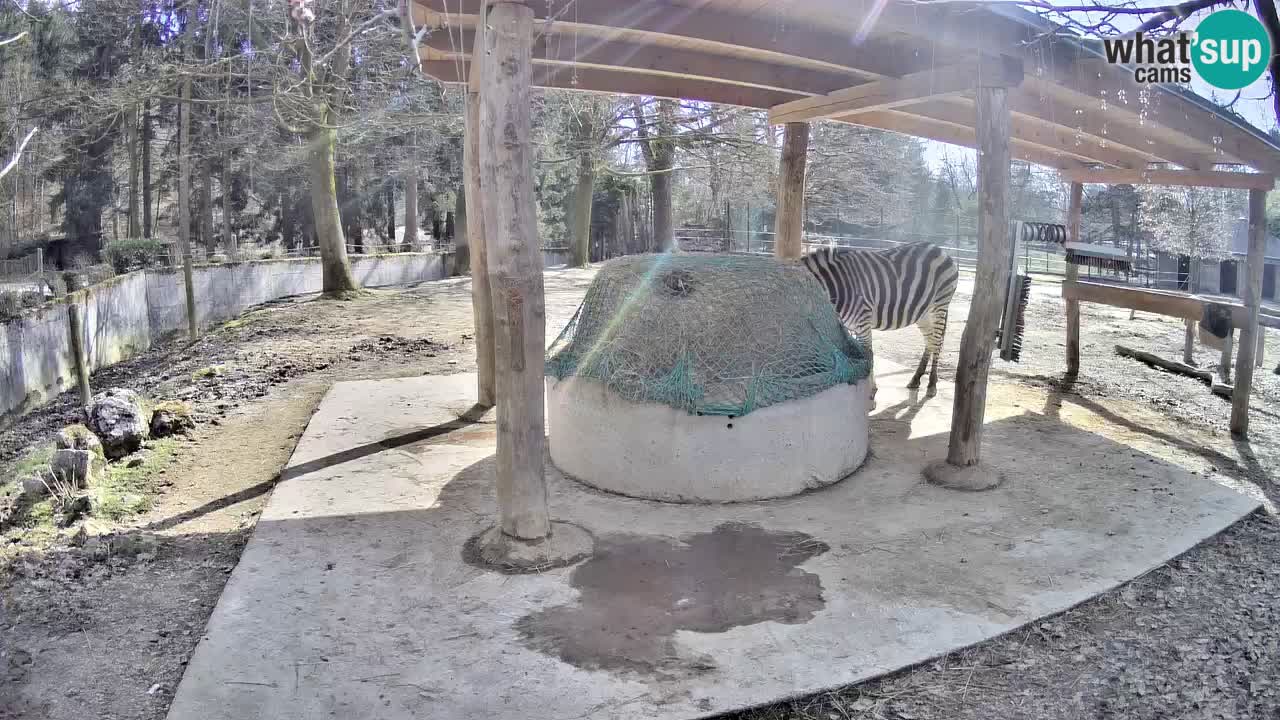 Live webcam Les zèbres in Ljubljana ZOO – Slovénie